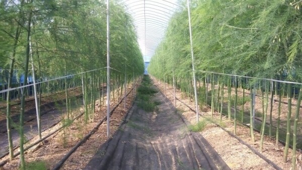 치악산 아스파라거스,아스파라거스 대(1~2번) 1k