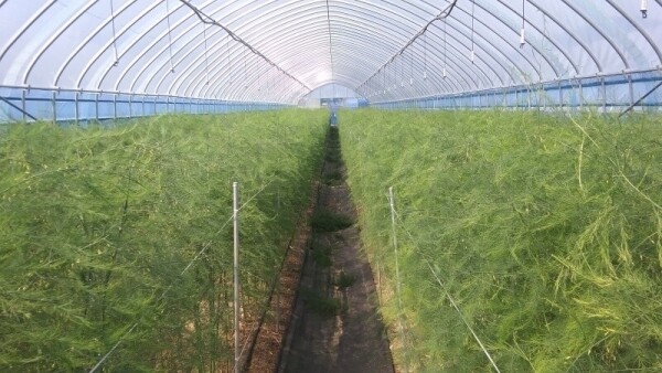 치악산 아스파라거스,아스파라거스 대(1~2번) 1k