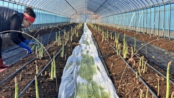 치악산 아스파라거스,아스파라거스 대(1~2번) 1k