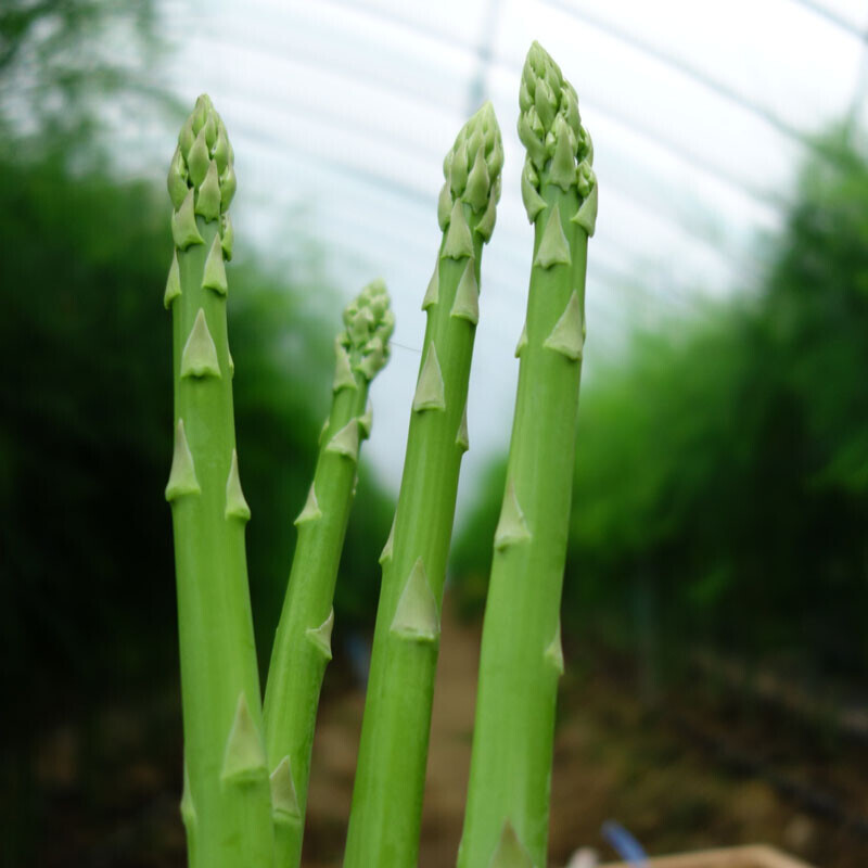 치악산 아스파라거스,아스파라거스 중간 굵기