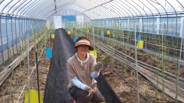 치악산 아스파라거스,아스파라거스 중간 굵기