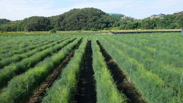 치악산 아스파라거스,아스파라거스 중간 굵기