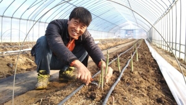 치악산 아스파라거스,아스파라거스 중간 굵기