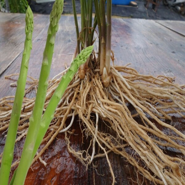 치악산 아스파라거스,아스파라거스 2년생 뿌리 종근