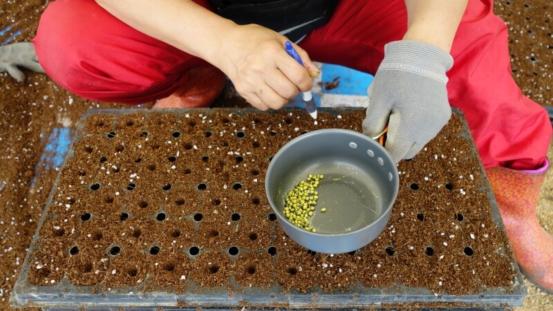 치악산 아스파라거스,아스파라거스 2년생 뿌리 종근