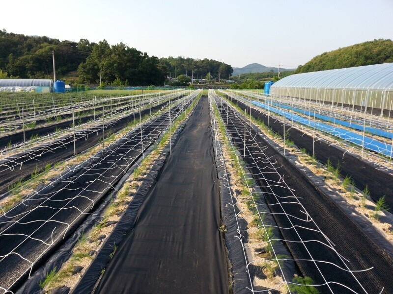 치악산 아스파라거스,아스파라거스 2년생 뿌리 종근