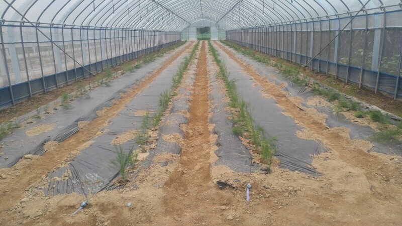 치악산 아스파라거스,아스파라거스 2년생 뿌리 종근