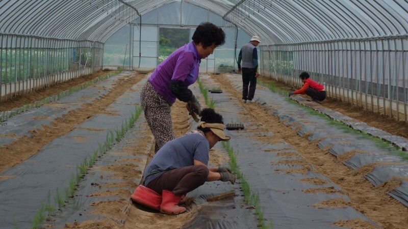 치악산 아스파라거스,아스파라거스 2년생 뿌리 종근