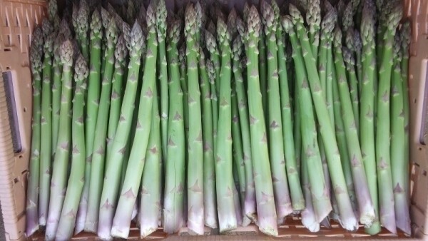 치악산 아스파라거스,아스파라거스 2년생 뿌리 종근